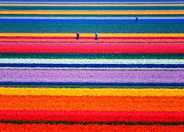 campo de tulipanes,Holanda