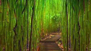 bosque de bambu,Japon