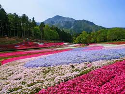 flores shibazakura,Japon